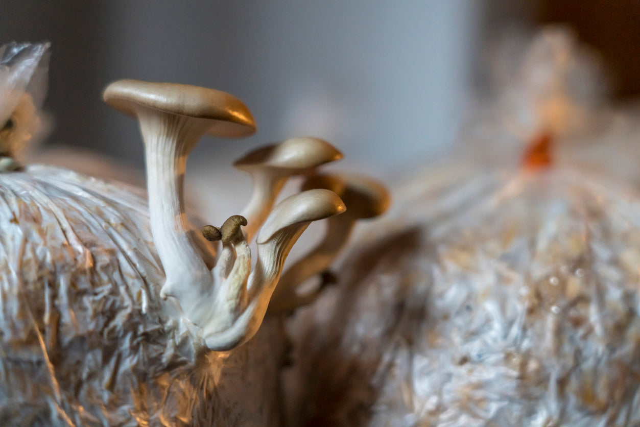 Streamline Your Mushroom Business: How Impulse Sealers Reduce Crop Loss and Boost Efficiency